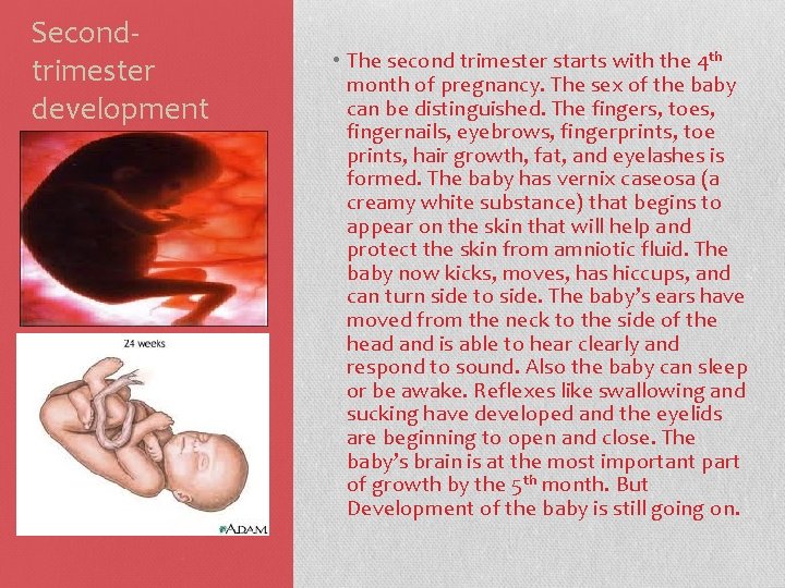 Secondtrimester development • The second trimester starts with the 4 th month of pregnancy.