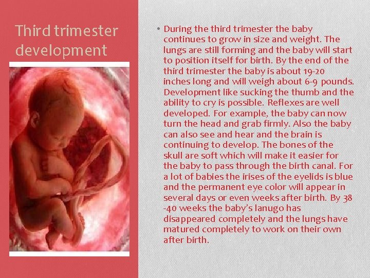 Third trimester development • During the third trimester the baby continues to grow in