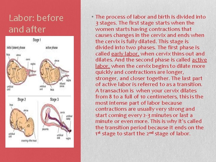 Labor: before and after • The process of labor and birth is divided into