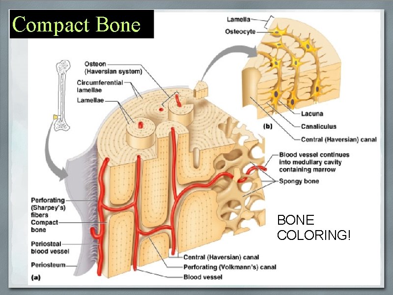 Compact Bone BONE COLORING! 