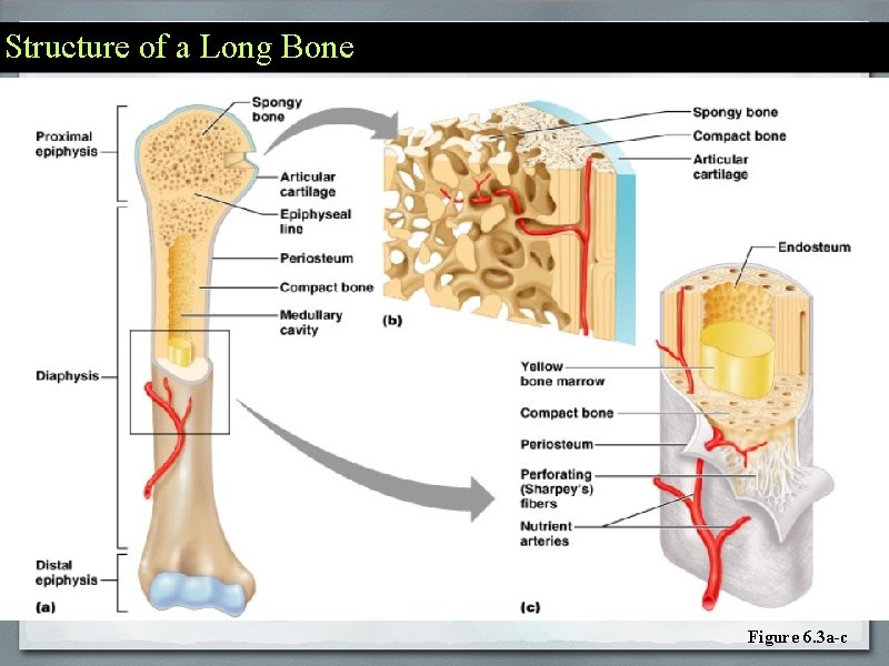 Structure of a Long Bone Figure 6. 3 a-c 