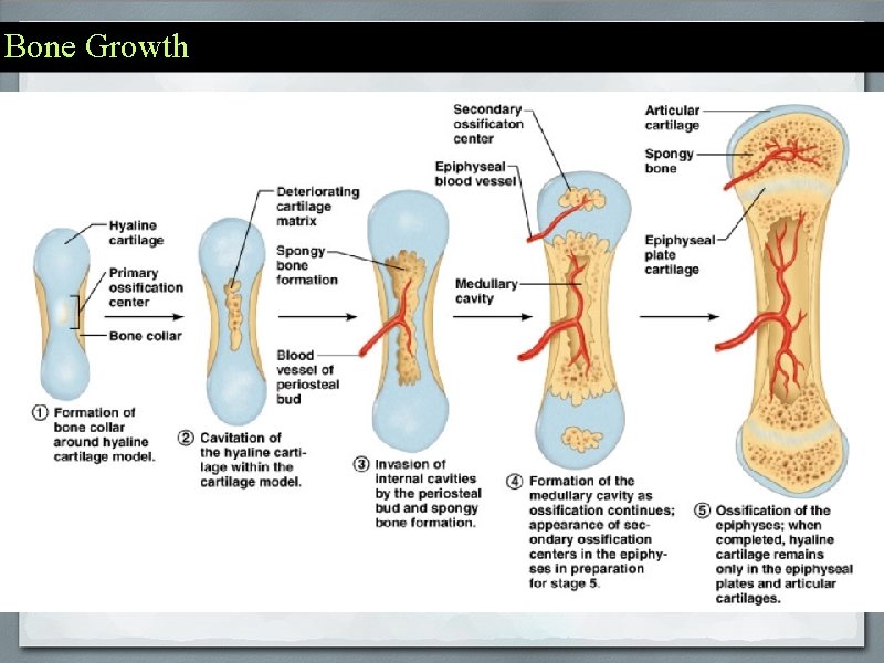 Bone Growth 