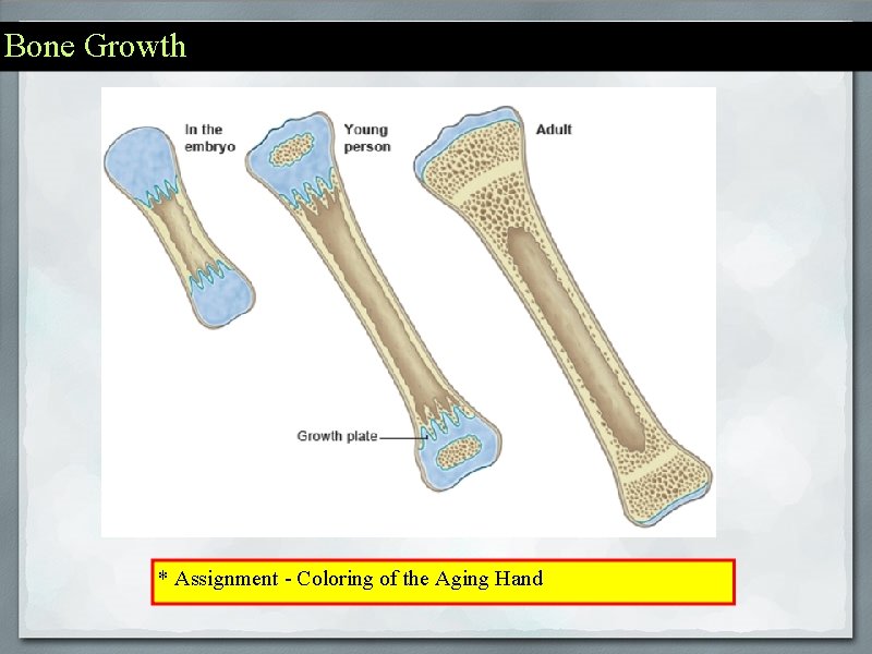 Bone Growth * Assignment - Coloring of the Aging Hand 