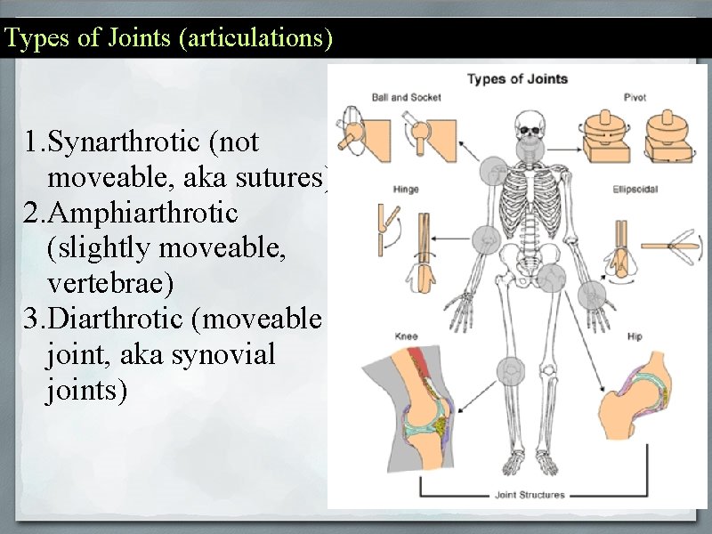 Types of Joints (articulations) 1. Synarthrotic (not moveable, aka sutures) 2. Amphiarthrotic (slightly moveable,