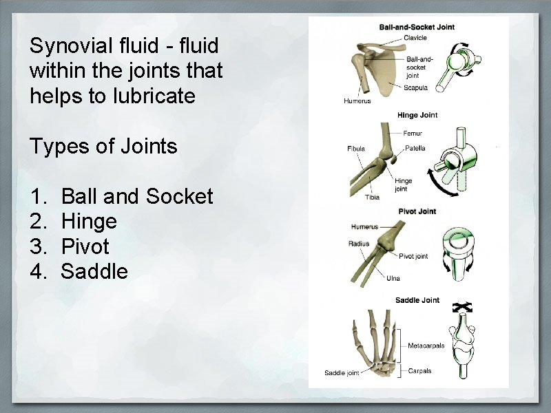 Synovial fluid - fluid within the joints that helps to lubricate Types of Joints