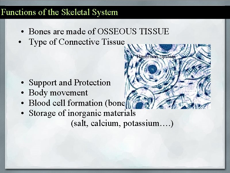 Functions of the Skeletal System • Bones are made of OSSEOUS TISSUE • Type