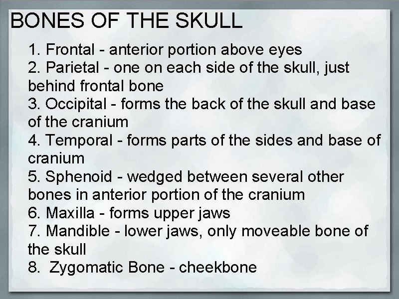 BONES OF THE SKULL 1. Frontal - anterior portion above eyes 2. Parietal -