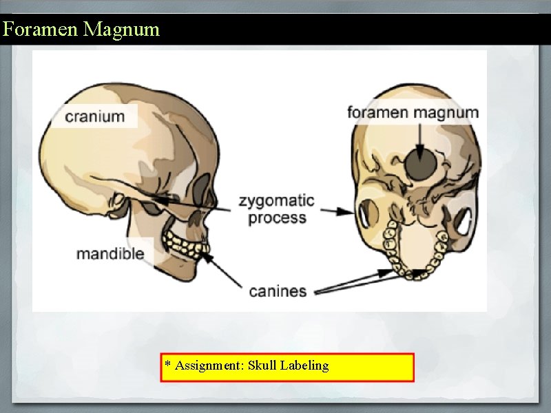 Foramen Magnum * Assignment: Skull Labeling 