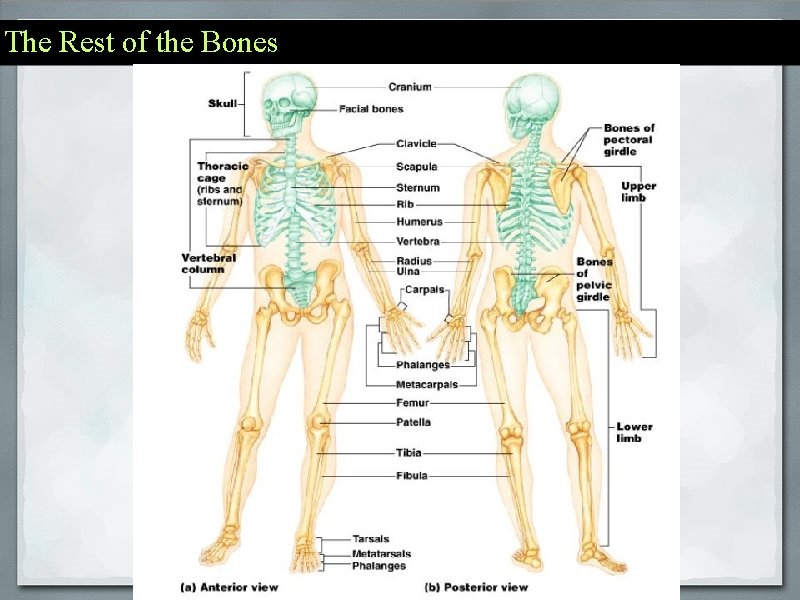 The Rest of the Bones 