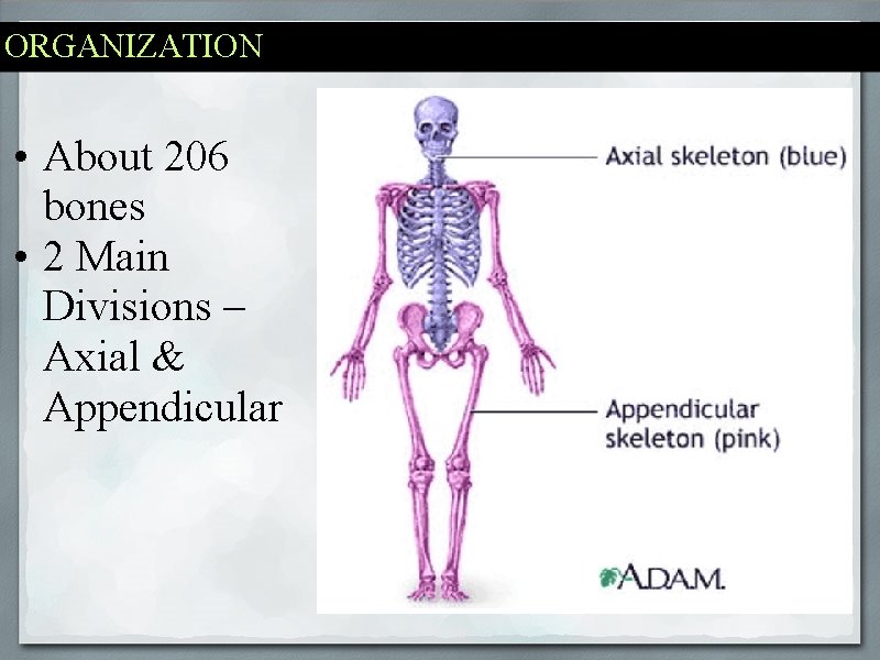 ORGANIZATION • About 206 bones • 2 Main Divisions – Axial & Appendicular 