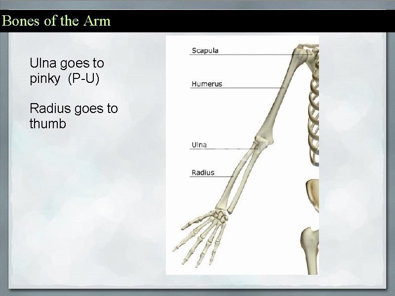 Bones of the Arm Ulna goes to pinky (P-U) Radius goes to thumb 