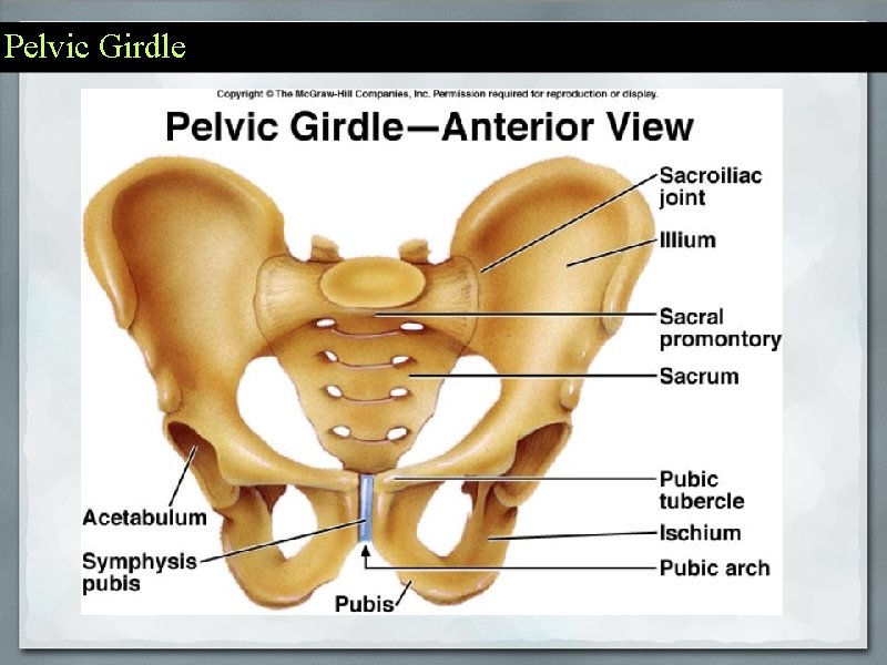 Pelvic Girdle 