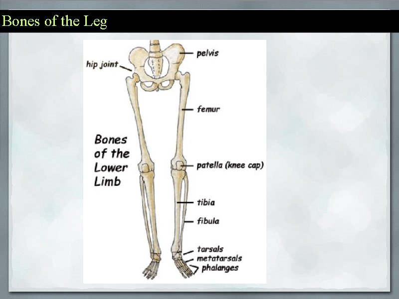 Bones of the Leg 