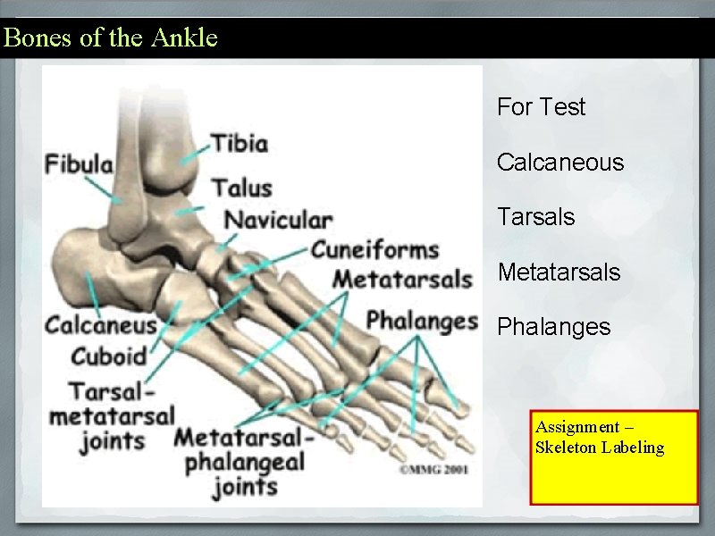 Bones of the Ankle For Test Calcaneous Tarsals Metatarsals Phalanges Assignment – Skeleton Labeling