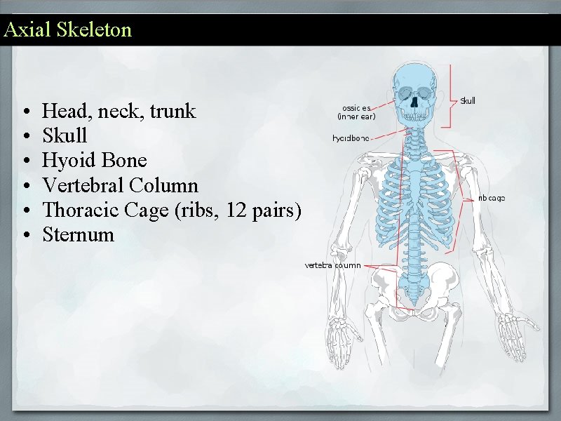 Axial Skeleton • • • Head, neck, trunk Skull Hyoid Bone Vertebral Column Thoracic