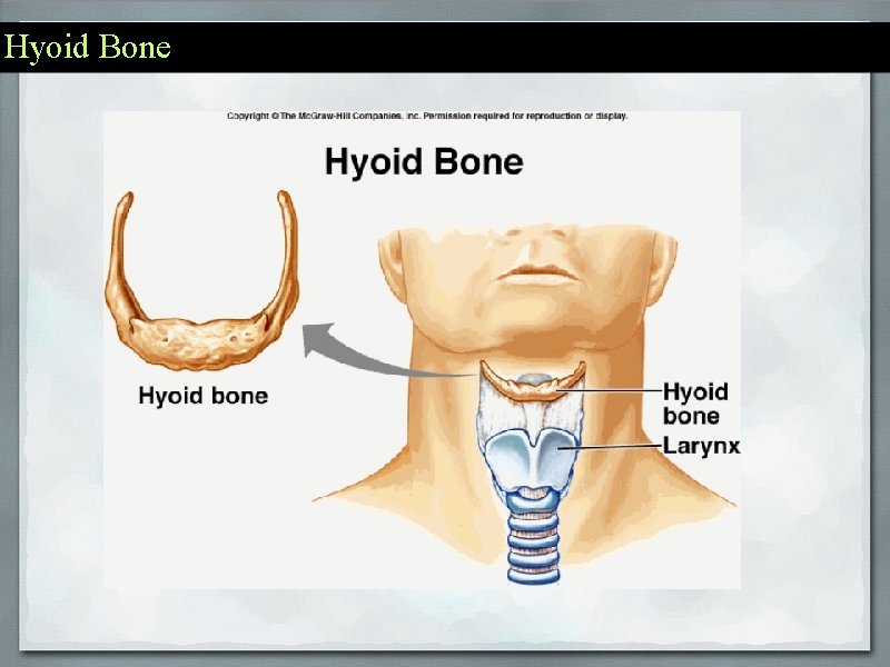 Hyoid Bone 