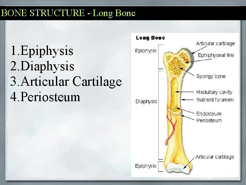 BONE STRUCTURE - Long Bone 1. Epiphysis 2. Diaphysis 3. Articular Cartilage 4. Periosteum
