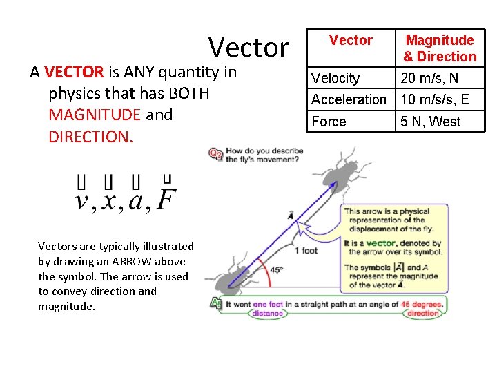 Vector A VECTOR is ANY quantity in physics that has BOTH MAGNITUDE and DIRECTION.
