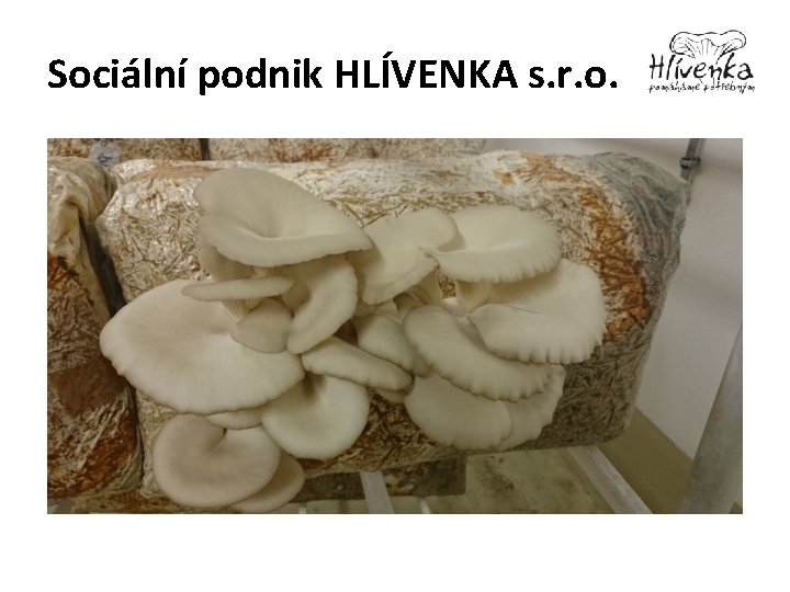 Sociální podnik HLÍVENKA s. r. o. 