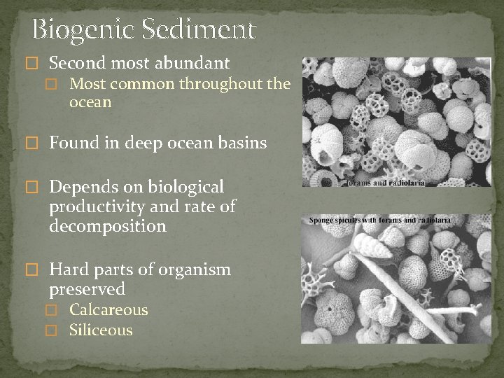 Biogenic Sediment � Second most abundant � Most common throughout the ocean � Found