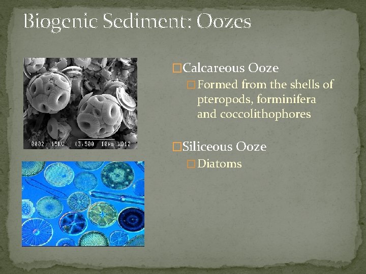 Biogenic Sediment: Oozes �Calcareous Ooze � Formed from the shells of pteropods, forminifera and