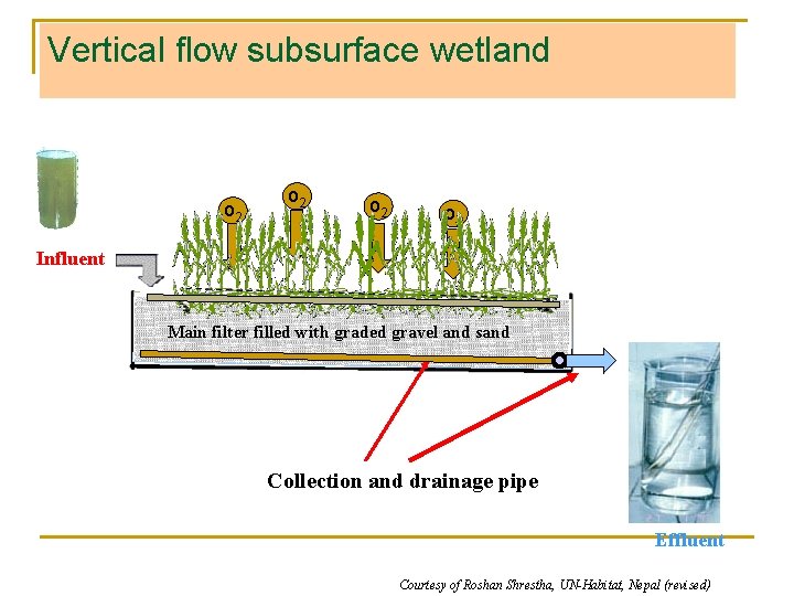 Vertical flow subsurface wetland o 2 o 2 Influent Main filter filled with graded