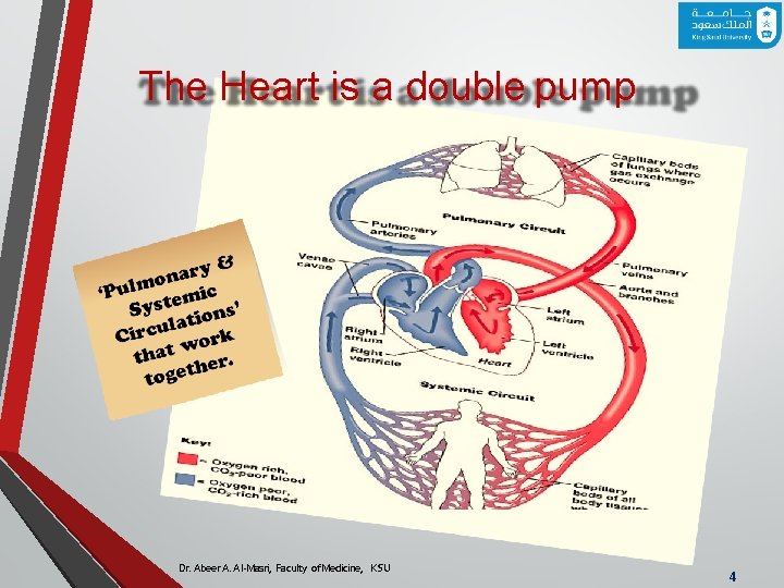 The Heart is a double pump Dr. Abeer A. Al-Masri, Faculty of Medicine, KSU