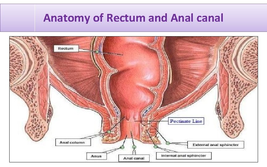Anatomy of Rectum and Anal canal 