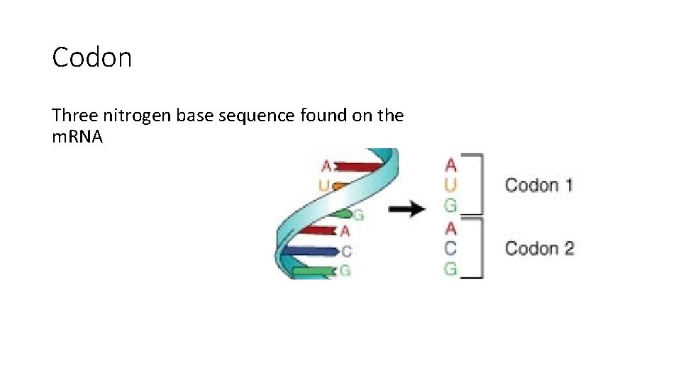 Codon Three nitrogen base sequence found on the m. RNA 