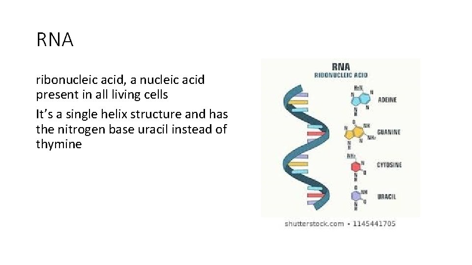 RNA ribonucleic acid, a nucleic acid present in all living cells It’s a single