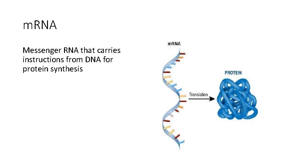 m. RNA Messenger RNA that carries instructions from DNA for protein synthesis 