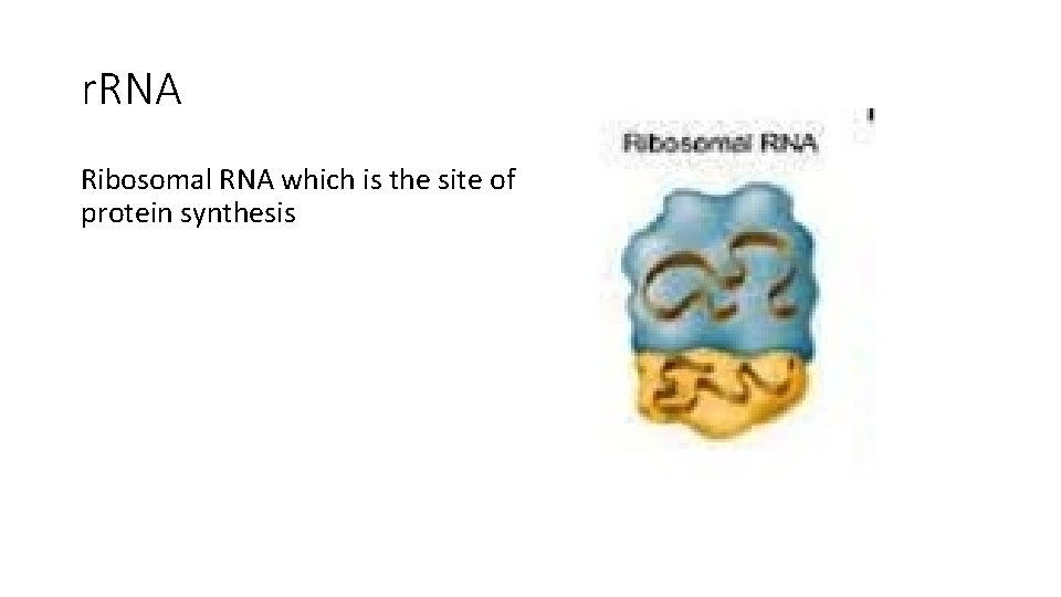 r. RNA Ribosomal RNA which is the site of protein synthesis 