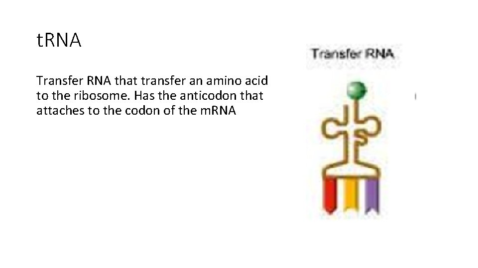t. RNA Transfer RNA that transfer an amino acid to the ribosome. Has the