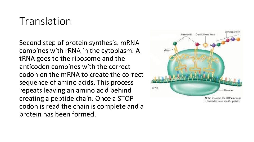 Translation Second step of protein synthesis. m. RNA combines with r. RNA in the