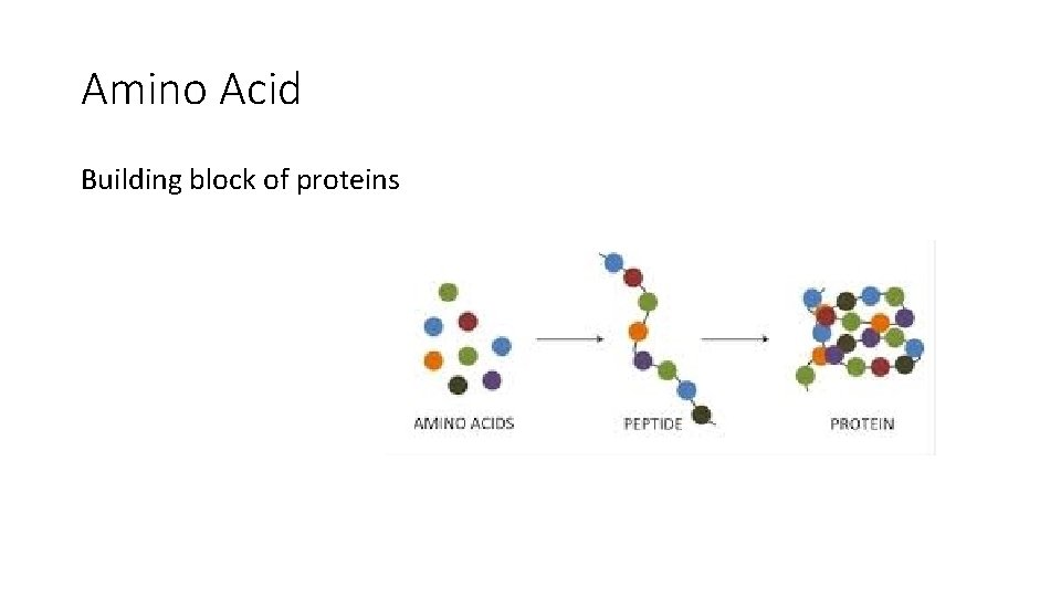 Amino Acid Building block of proteins 