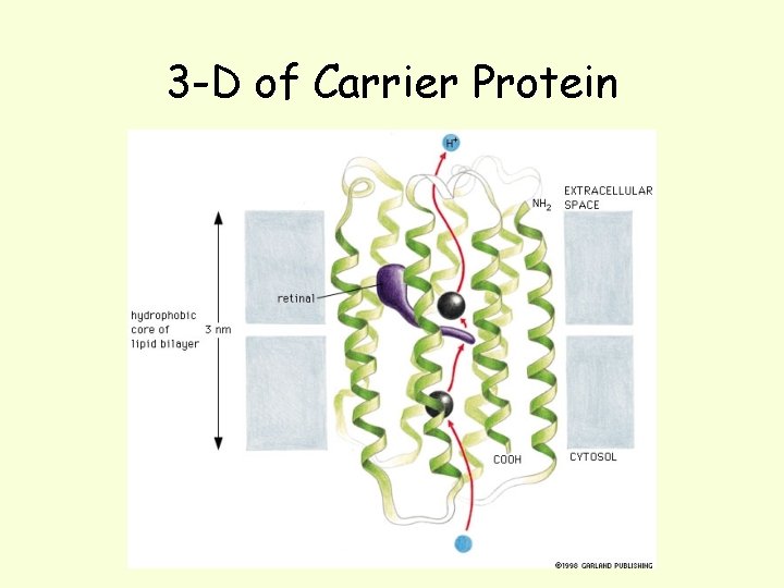 3 -D of Carrier Protein 