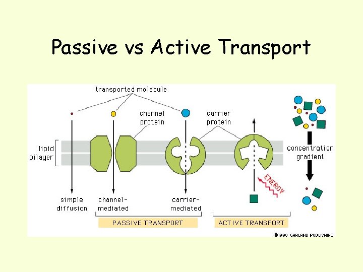 Passive vs Active Transport 