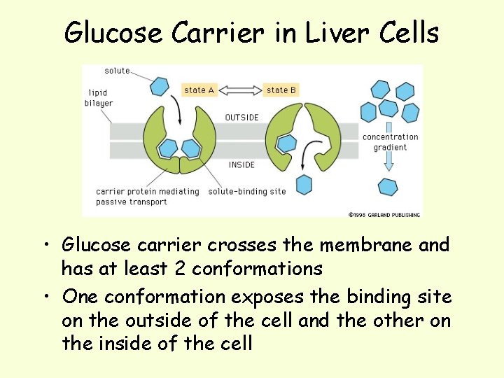 Glucose Carrier in Liver Cells • Glucose carrier crosses the membrane and has at