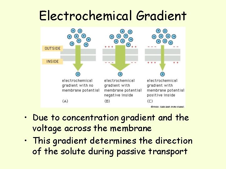 Electrochemical Gradient • Due to concentration gradient and the voltage across the membrane •