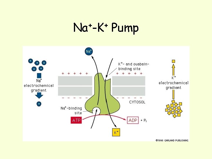 Na+-K+ Pump 