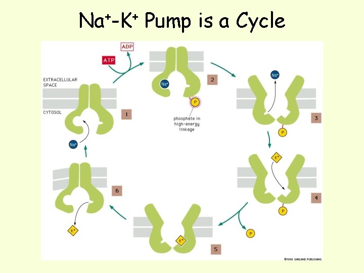 Na+-K+ Pump is a Cycle 