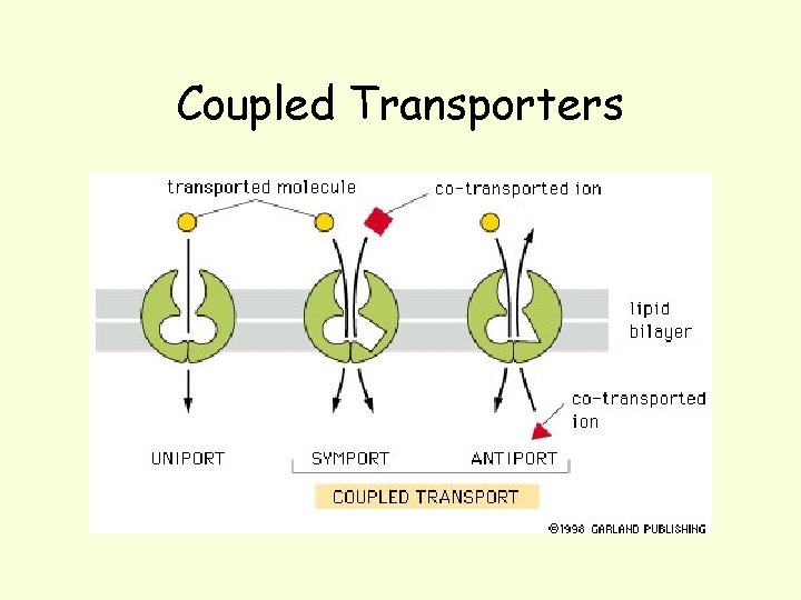 Coupled Transporters 