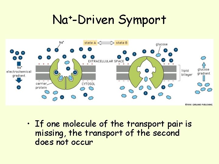 Na+-Driven Symport • If one molecule of the transport pair is missing, the transport