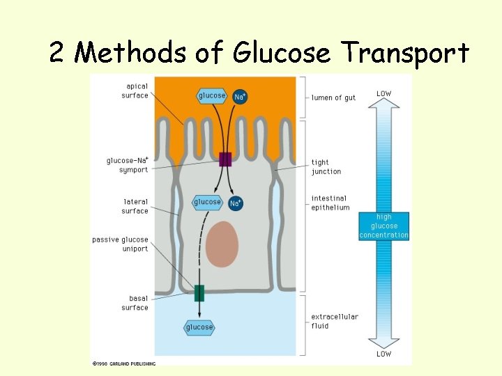 2 Methods of Glucose Transport 