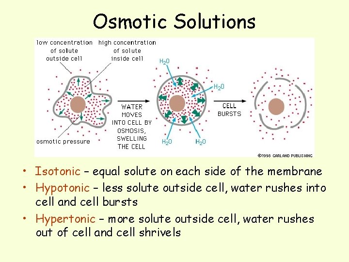 Osmotic Solutions • Isotonic – equal solute on each side of the membrane •