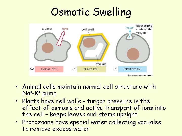 Osmotic Swelling • Animal cells maintain normal cell structure with Na+-K+ pump • Plants