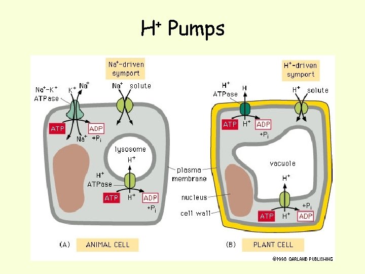 H+ Pumps 