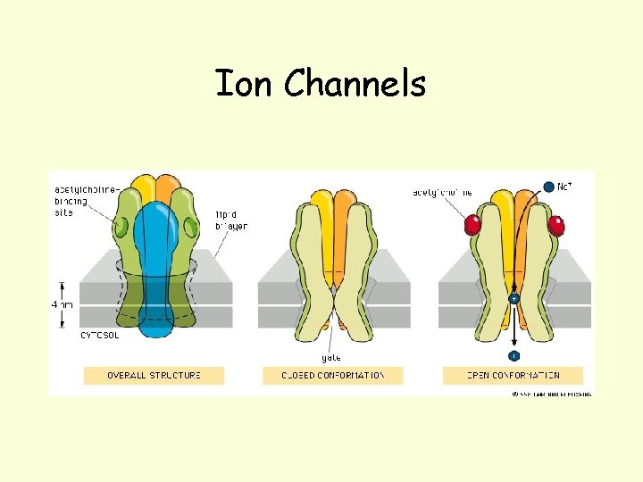 Ion Channels 