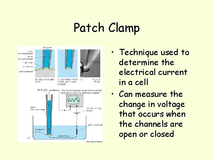 Patch Clamp • Technique used to determine the electrical current in a cell •