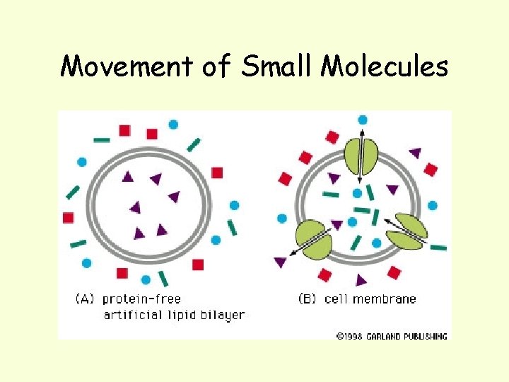 Movement of Small Molecules 